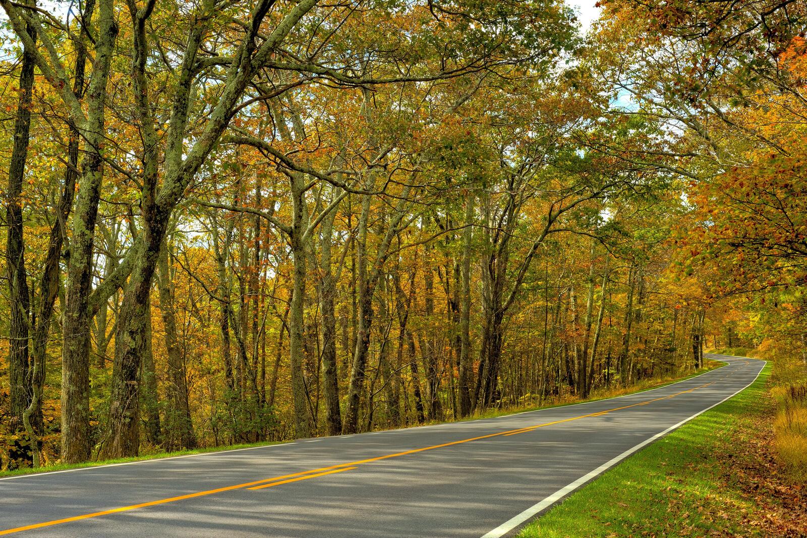 Wallpapers autumn road in the forest landscape road on the desktop