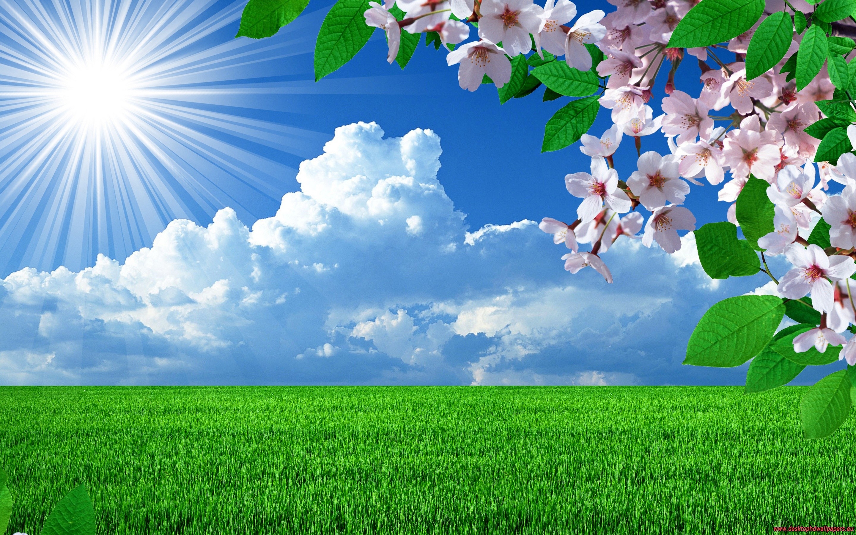 Фото бесплатно ветка в цветах, небо, весна