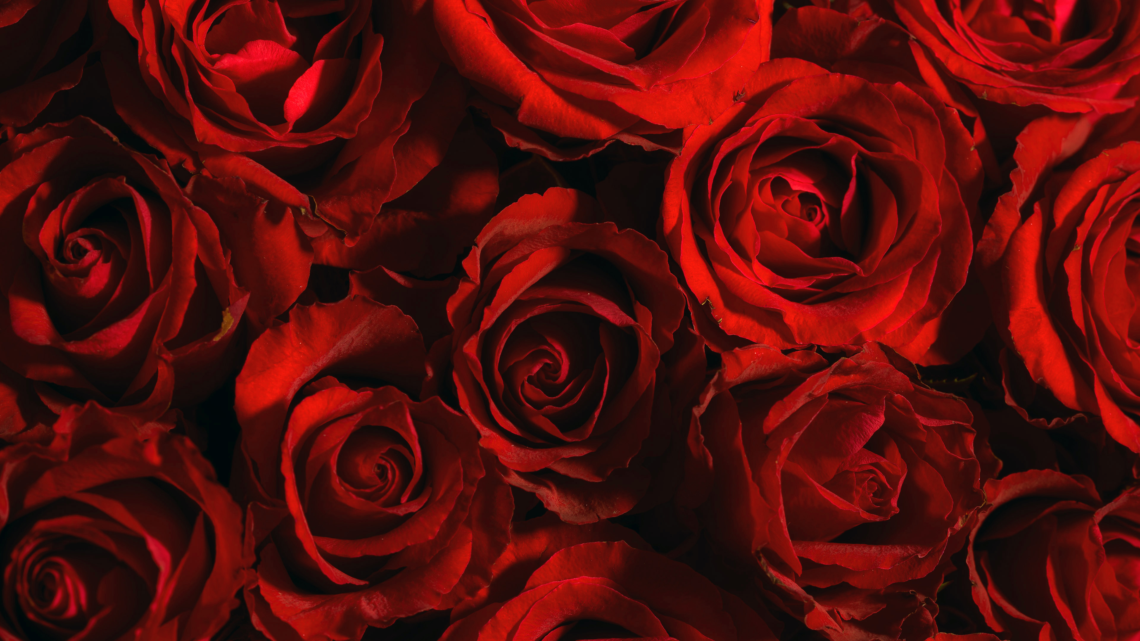 桌面上的壁纸玫瑰 大花束 繁花