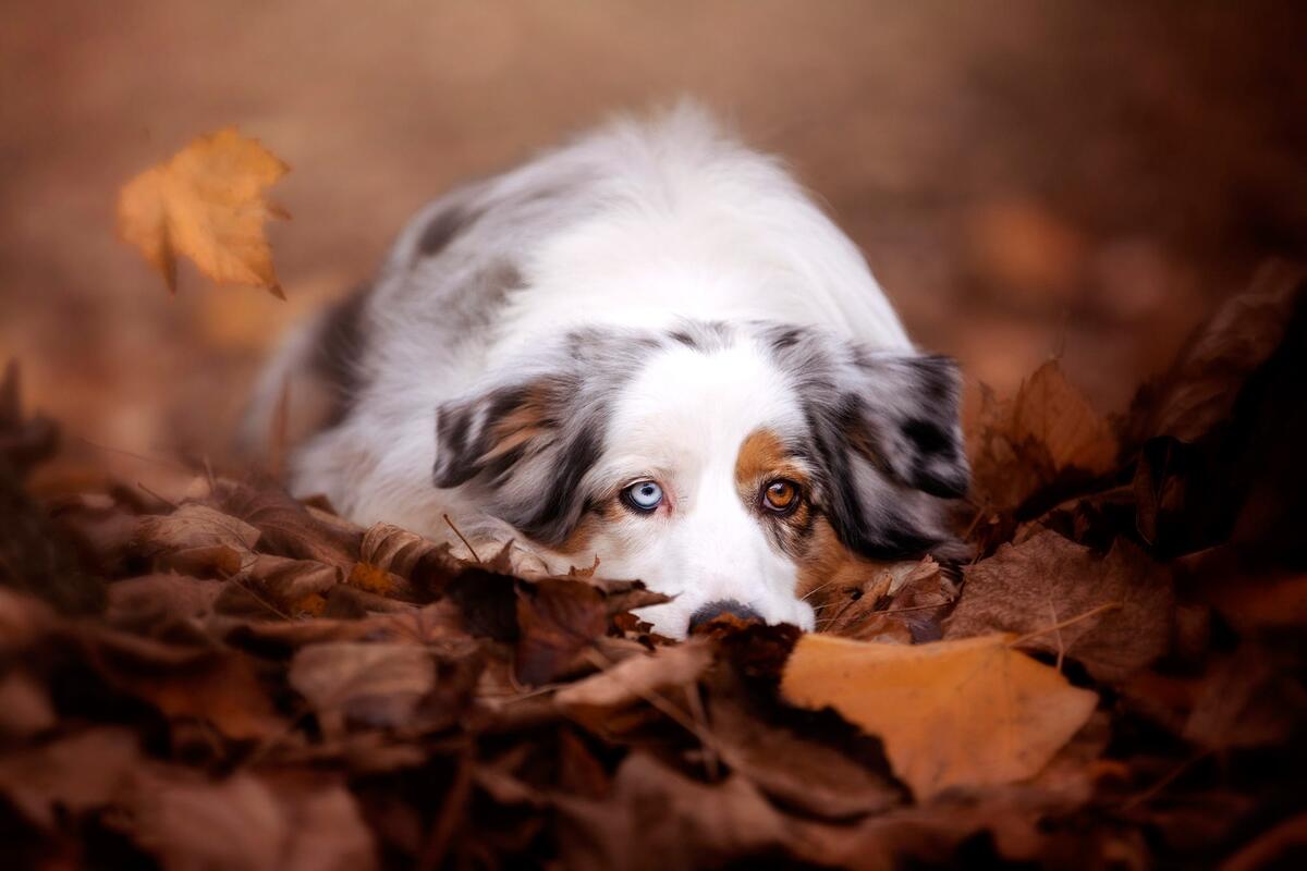 Aussies in fall foliage