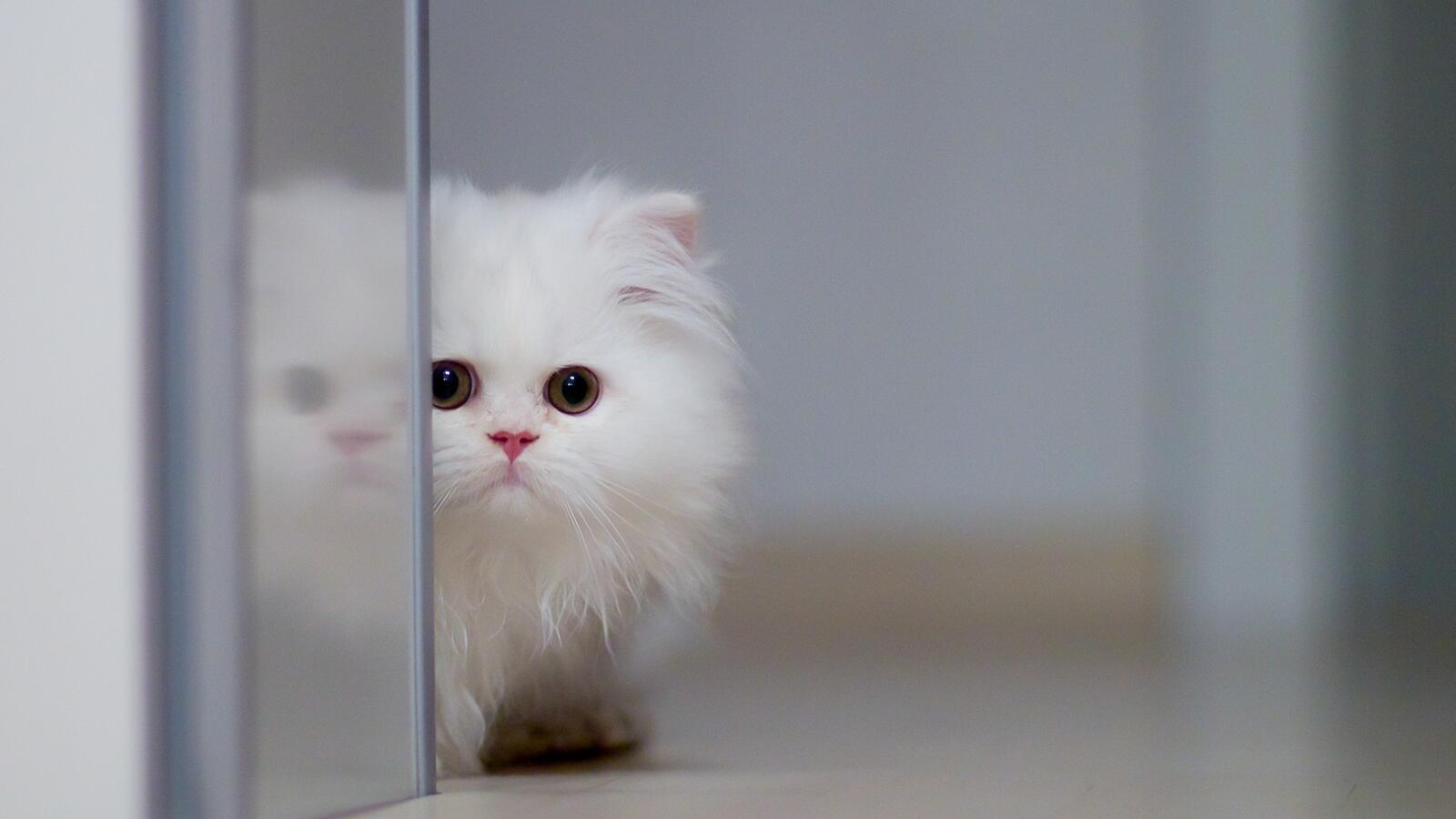 Wallpapers kitten fluffy cute on the desktop