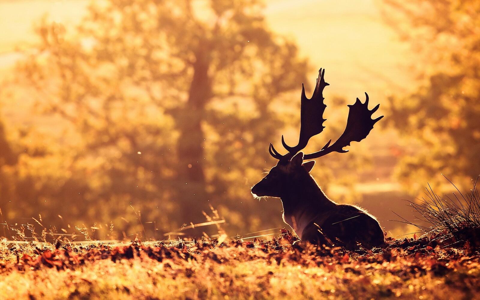 Wallpapers autumn deer animal on the desktop