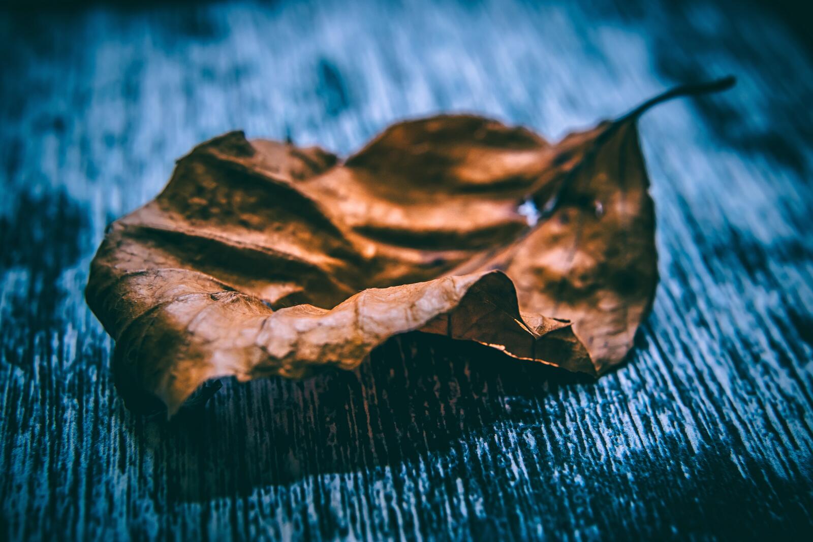 Wallpapers leaf withered leaf autumn leaf on the desktop