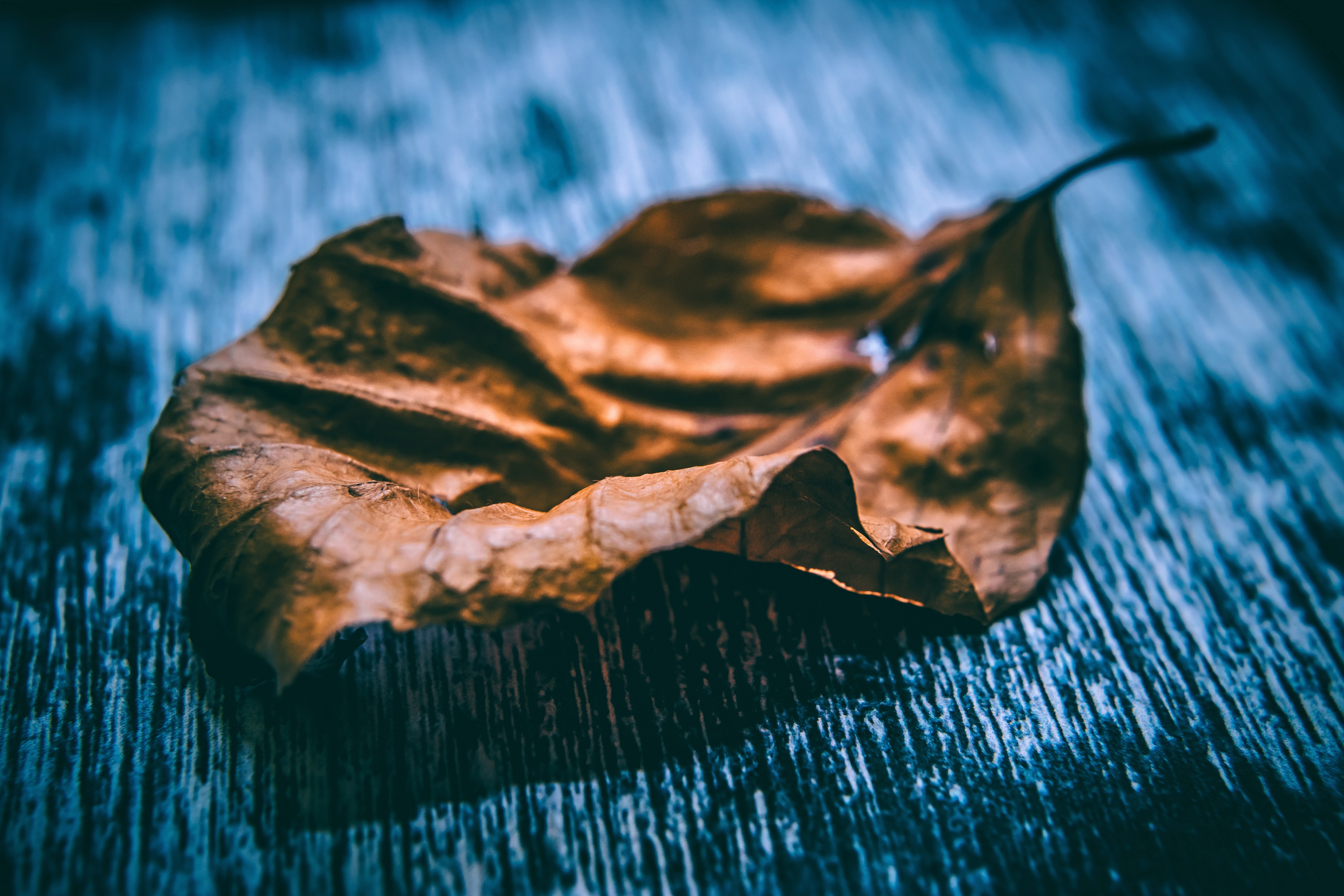 Photo free leaf, withered leaf, autumn leaf
