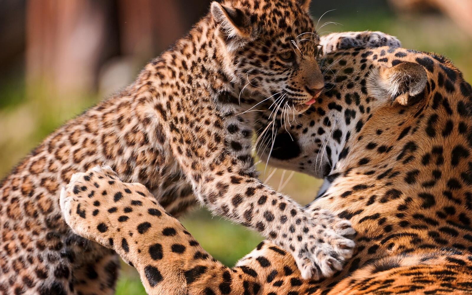 Wallpapers female leopard cub on the desktop