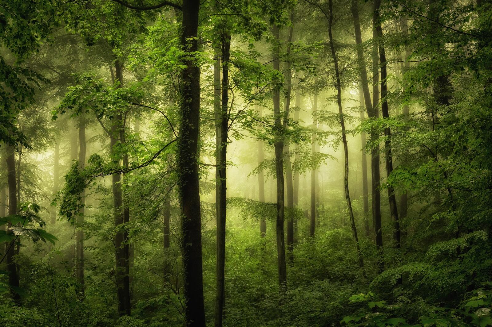Wallpapers bad visibility trees nature on the desktop