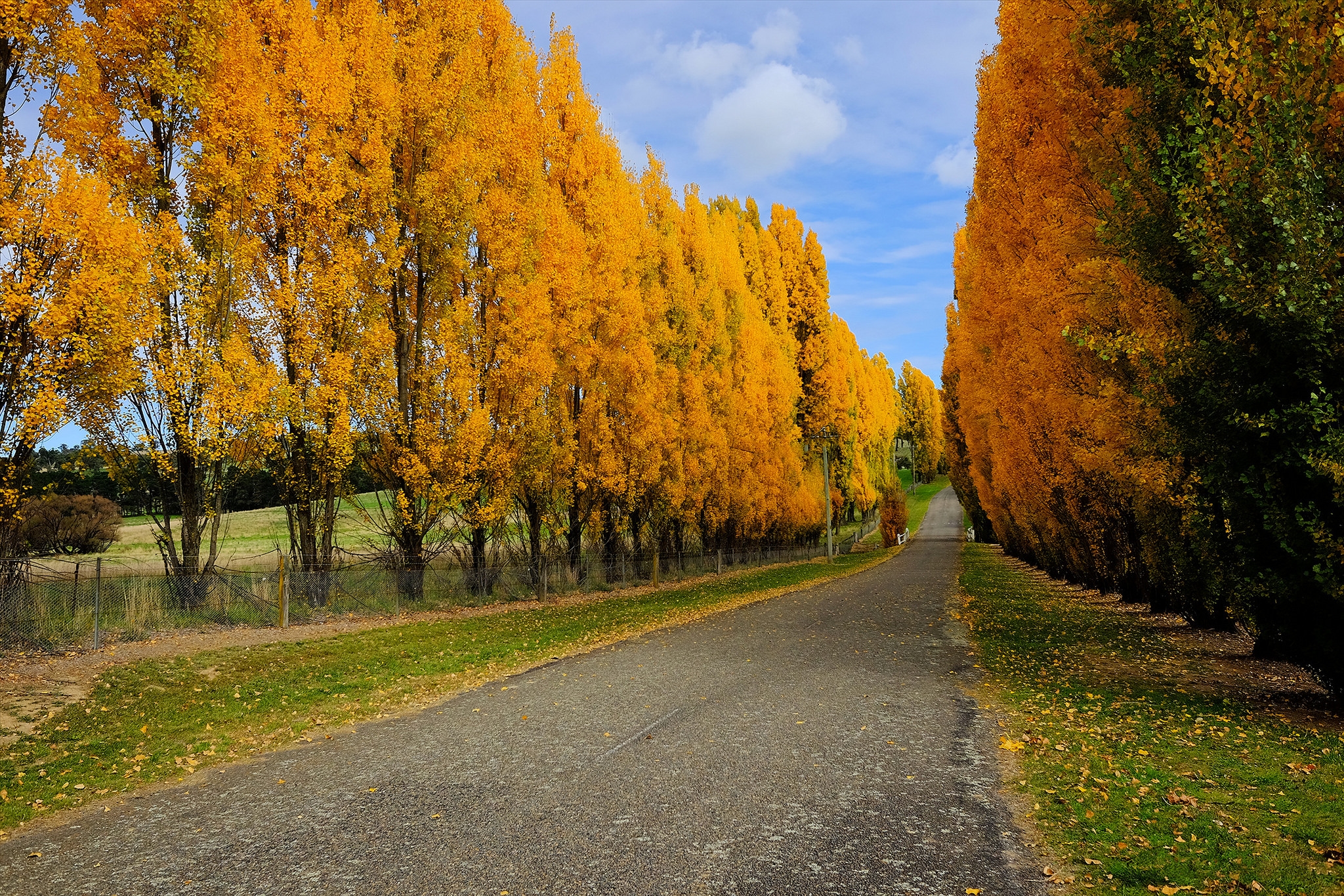 Деревья вдоль дороги осень