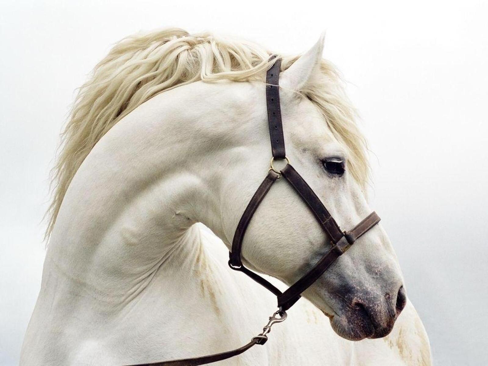 Обои Белая лошадка грива конь на рабочий стол