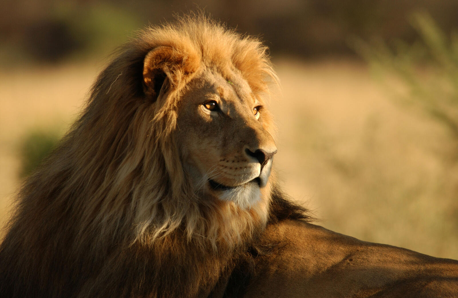 Free photo Close-up of a lion