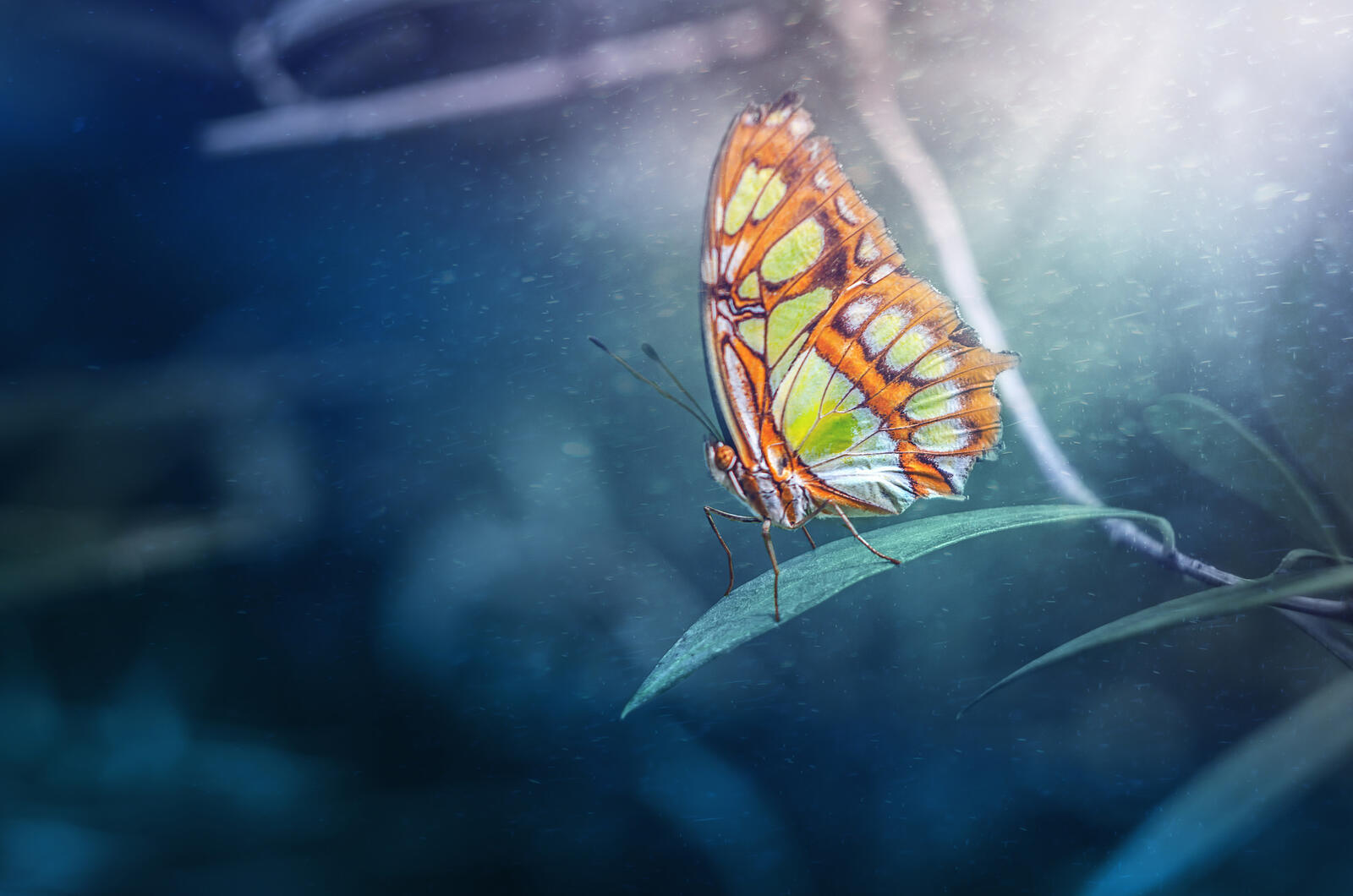 Wallpapers plant butterfly insect on the desktop