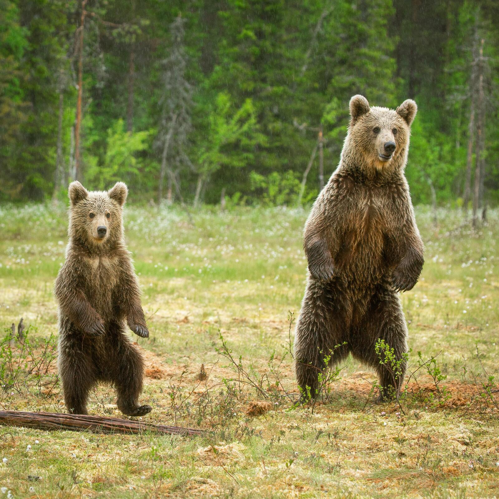 Бесплатное фото Два медведя