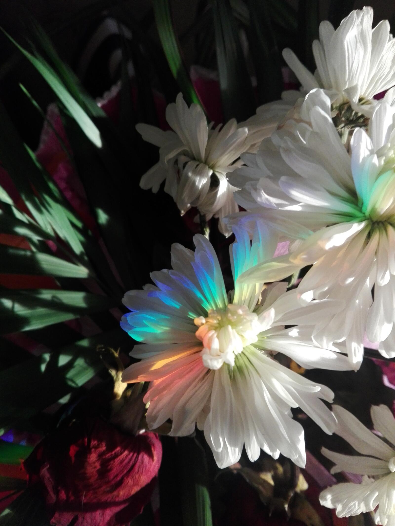 Wallpapers flowers rainbow chrysanthemum on the desktop