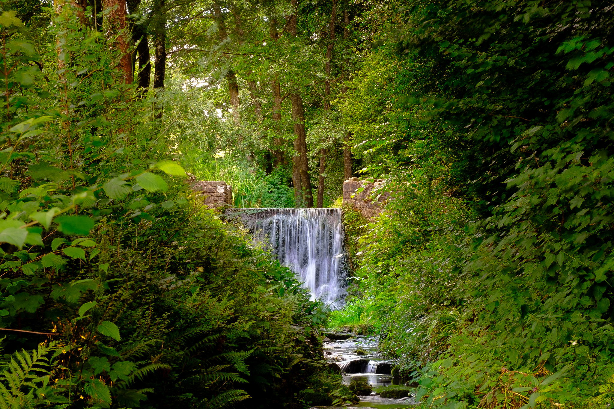 Фото бесплатно зеленые листья, ручей, природа