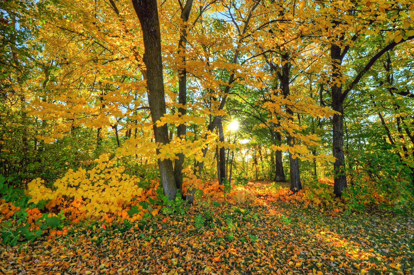 Wallpapers yellow foliage landscape nature on the desktop