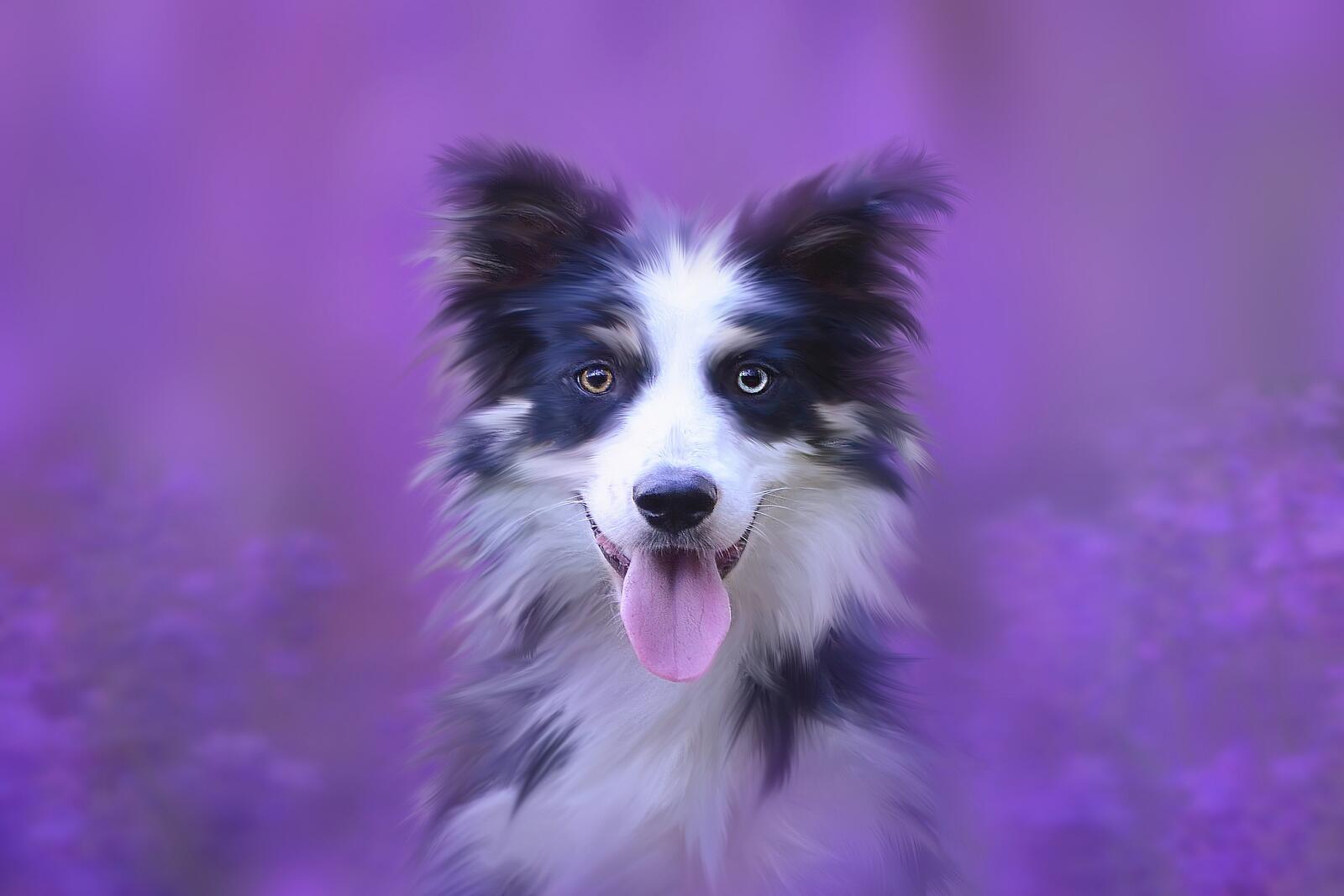 Wallpapers dog portrait animal on the desktop