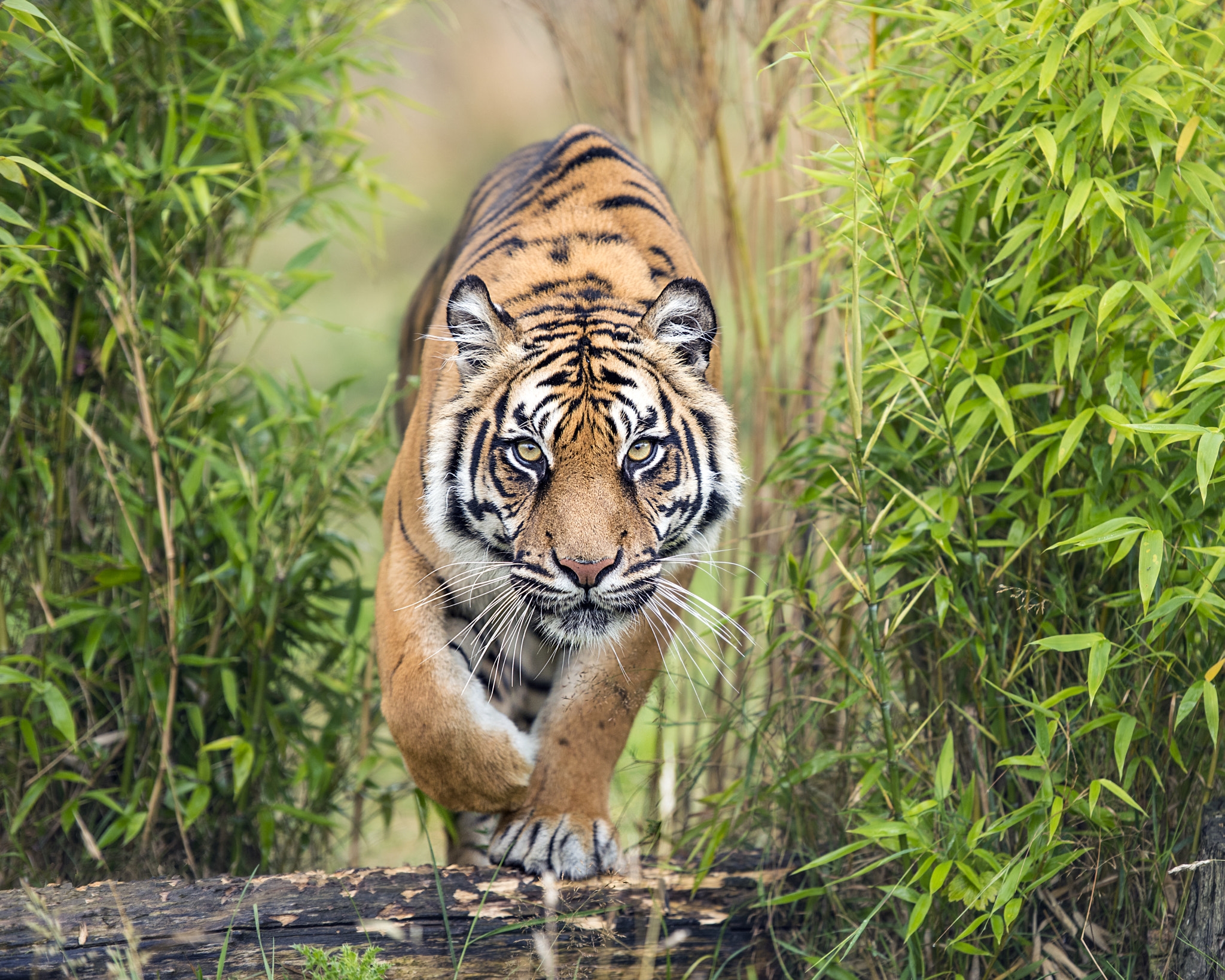 Бесплатное фото Заставка тигр, хищник, большая кошка на экран