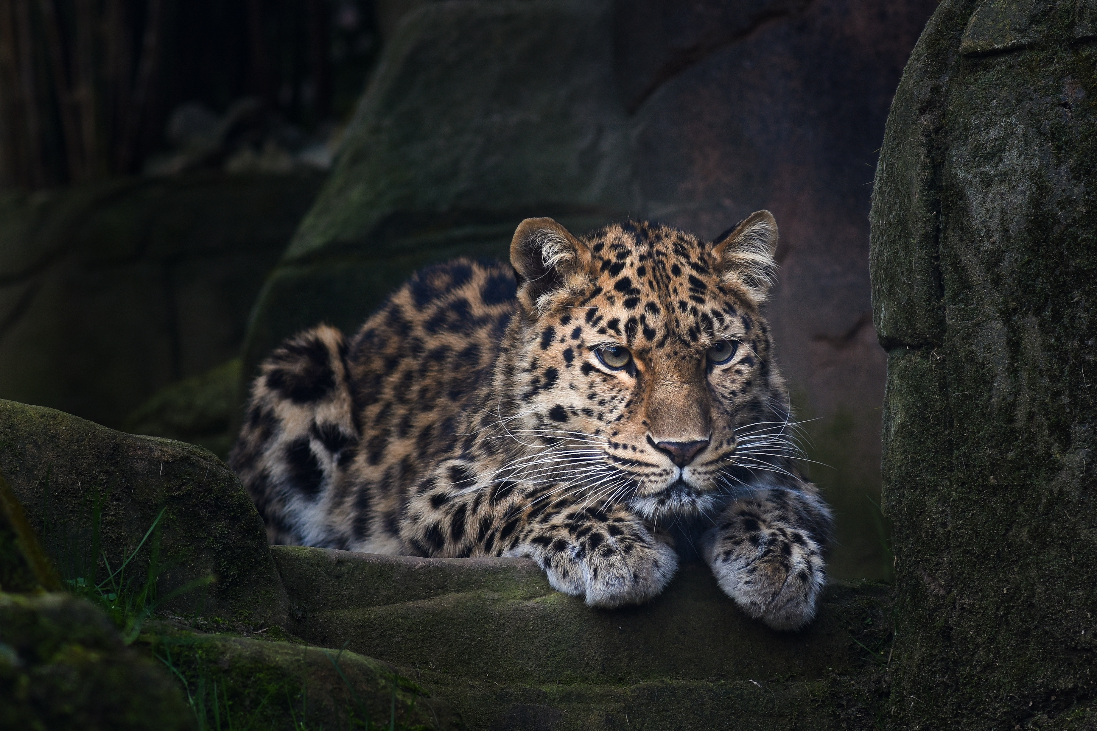 Бесплатное фото Дикий леопард