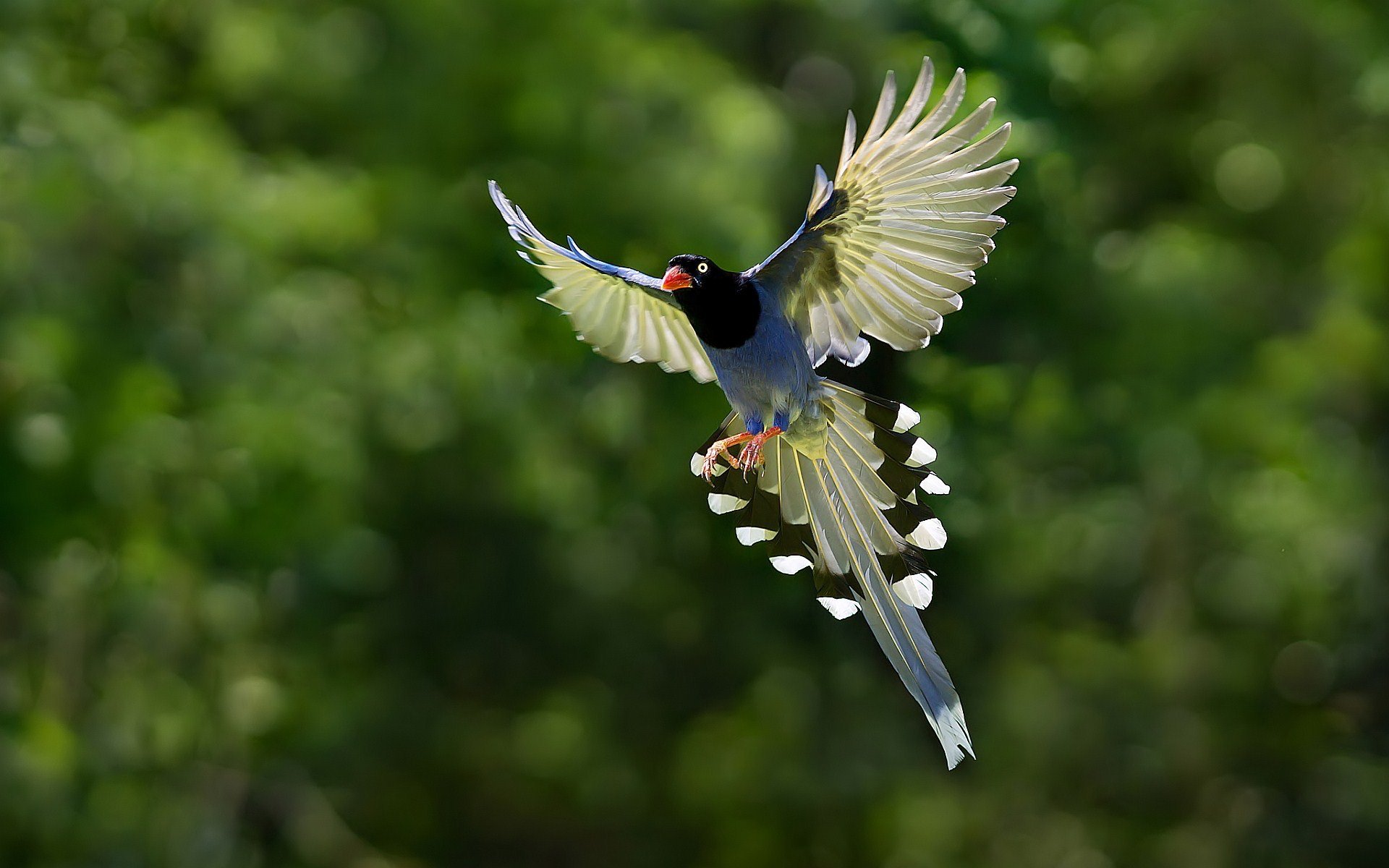 Фото бесплатно птица, полет, крылья