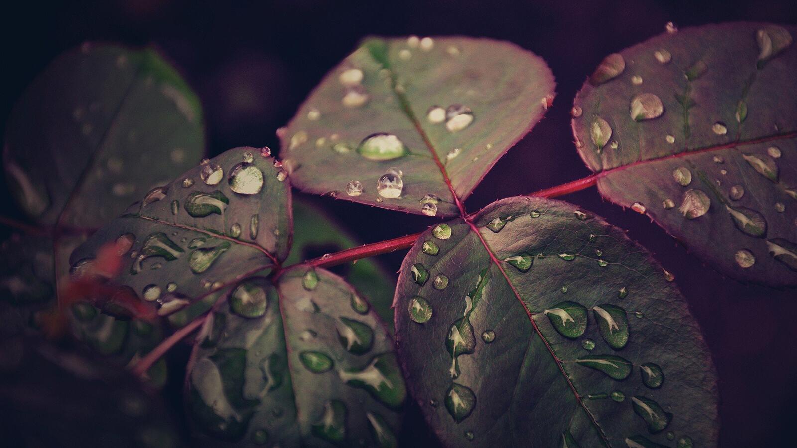 Free photo Water drops on leaves