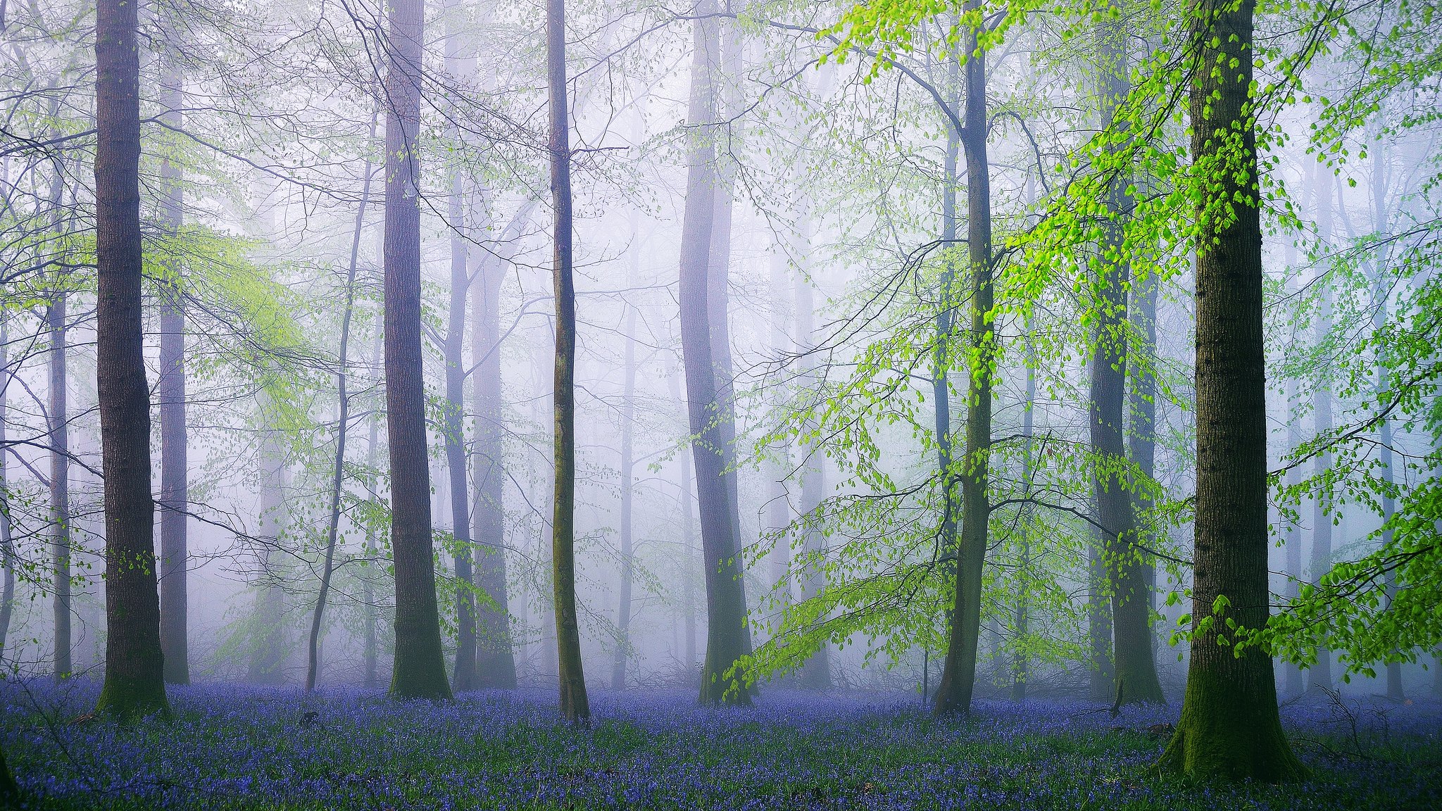 免费照片夏季森林中的薄雾