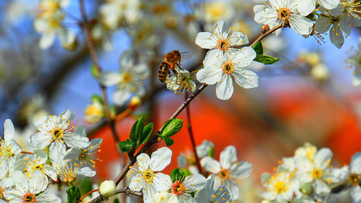 Пчела собирает нектар с белых маленьких цветочков
