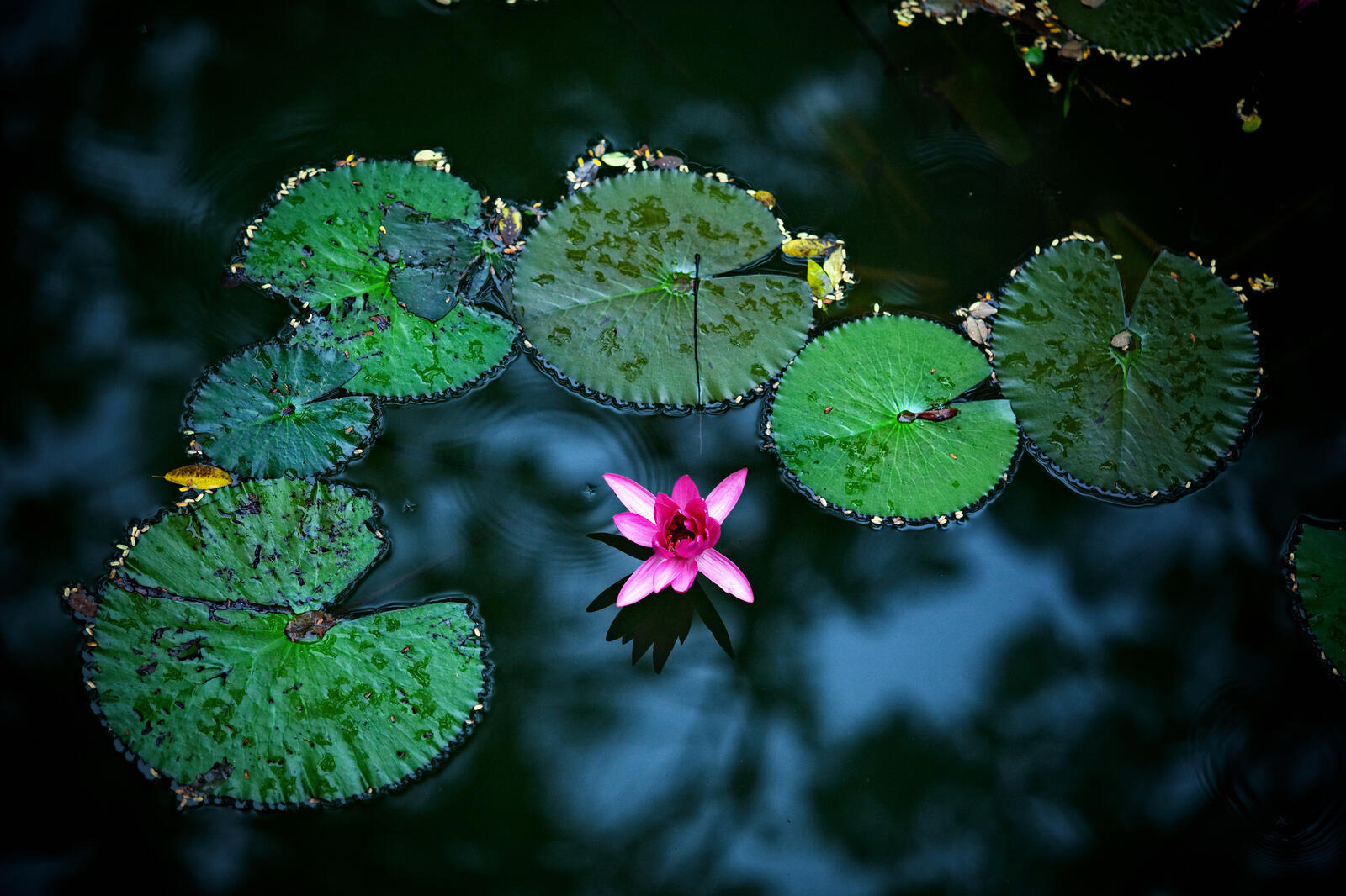 Wallpapers plant water lily flowers on the desktop
