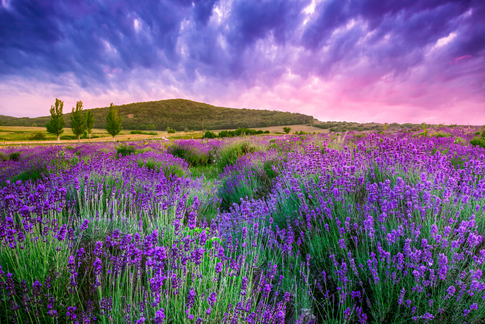 Free photo Blooming lavender