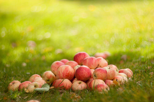 Apples on a grass court