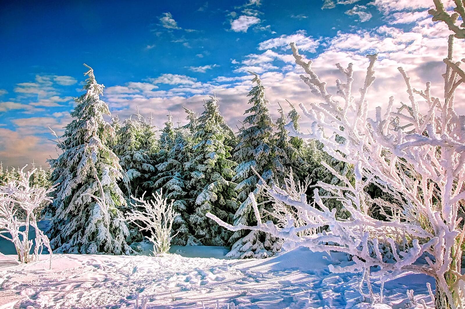 Обои природа деревья зима на рабочий стол