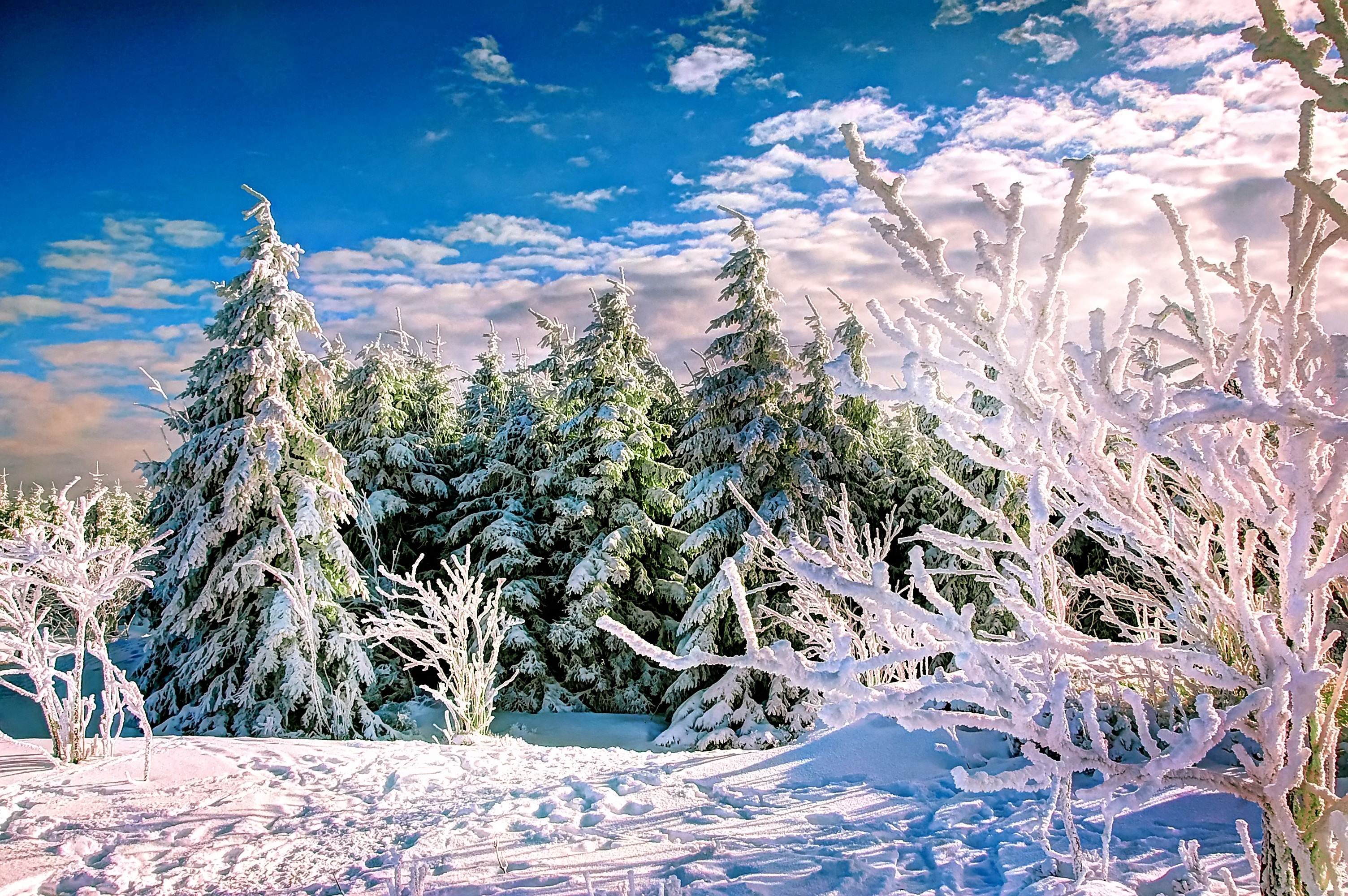 Wallpapers nature trees winter on the desktop