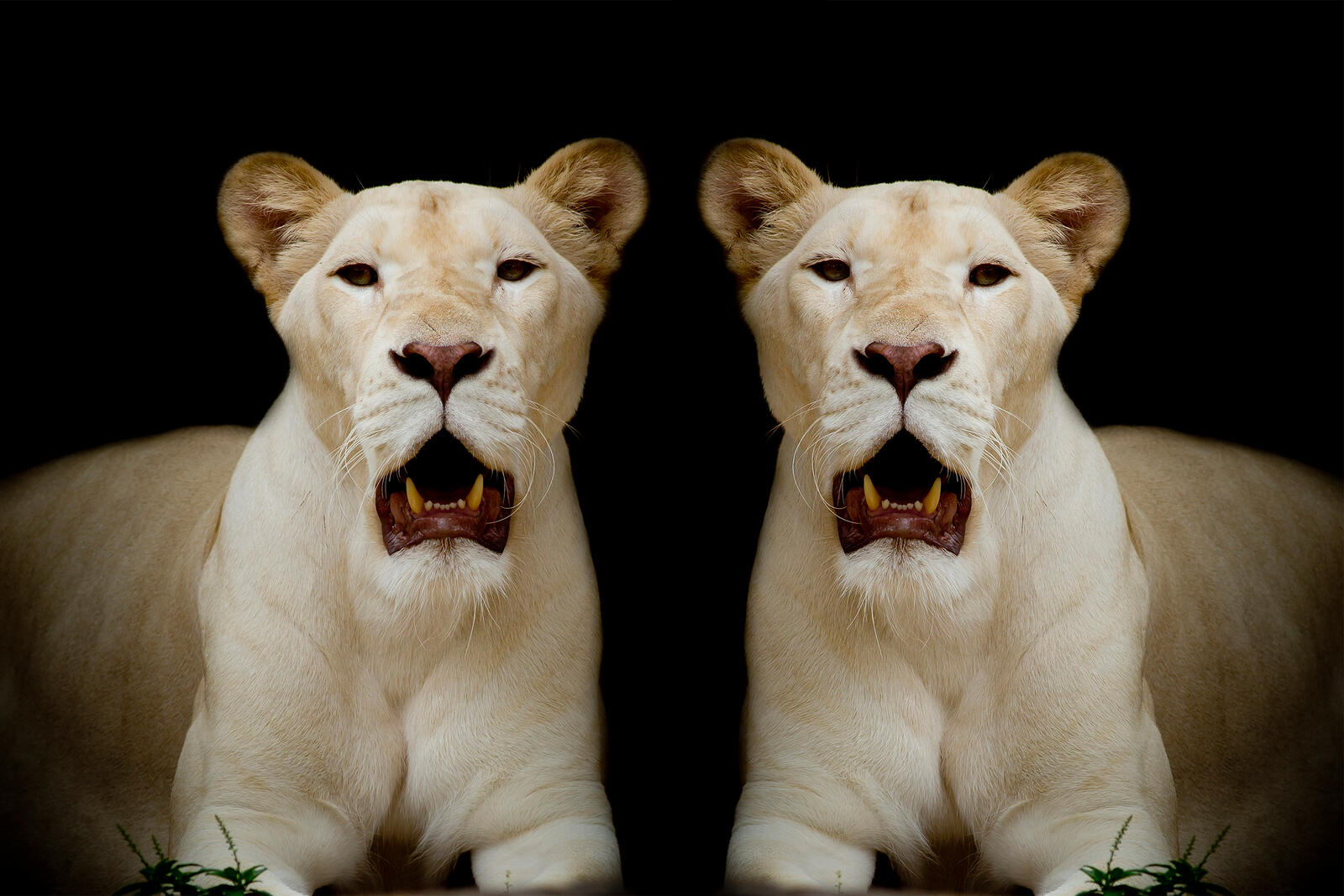 Обои Белая львица хищник портрет на рабочий стол