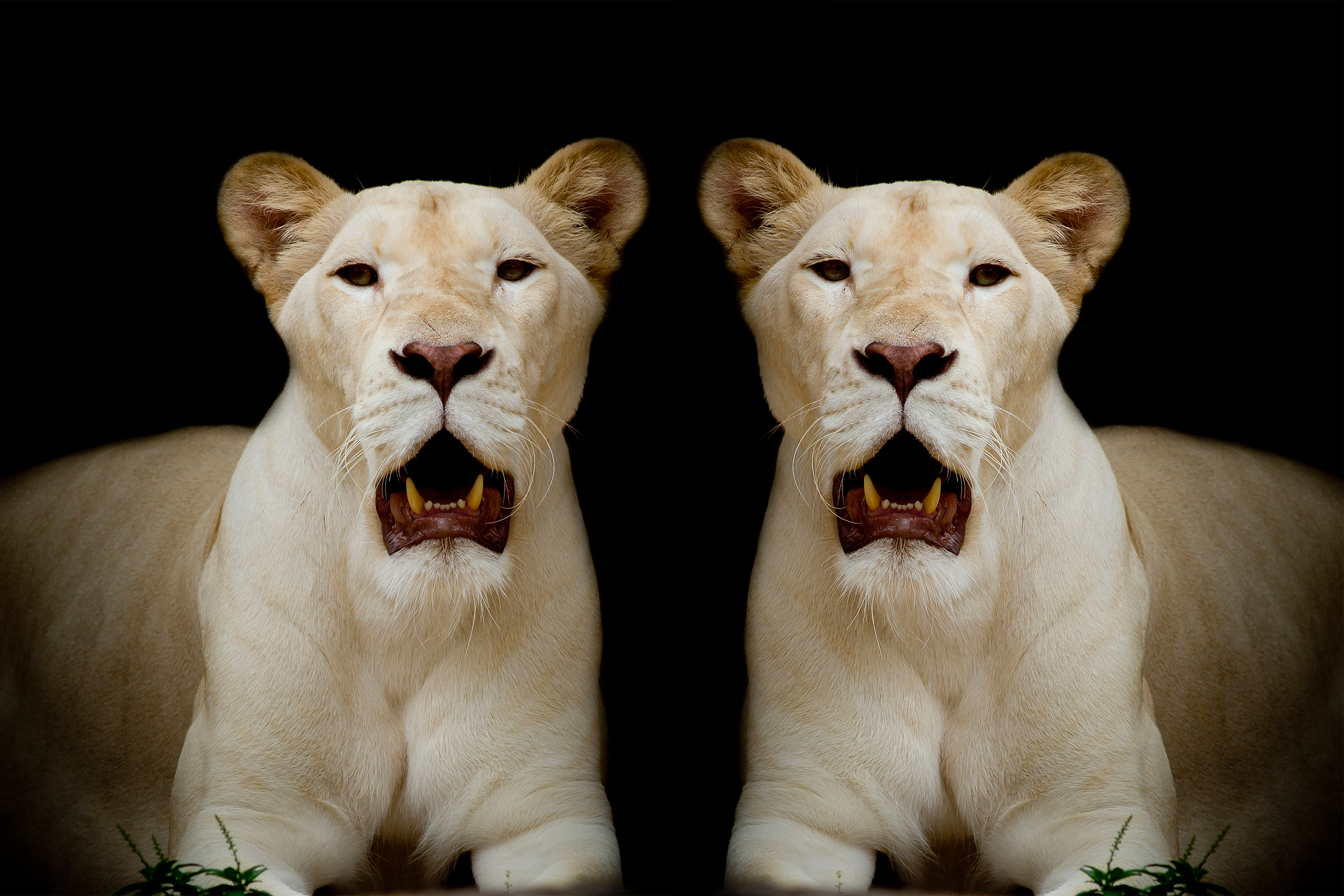 Обои Белая львица хищник портрет на рабочий стол