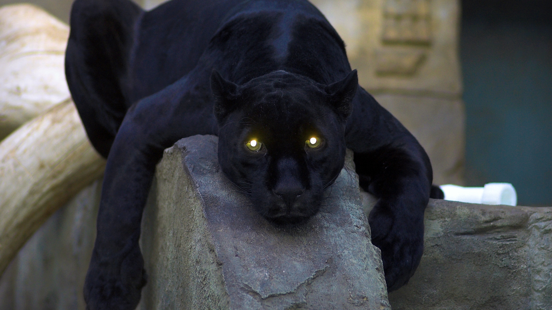 Фото бесплатно черная кошка, животные, хищная кошка