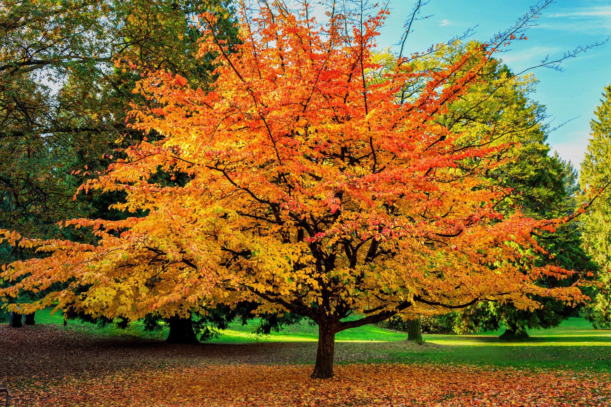 Цвет деревья осенью. Осеннее дерево. Деревья осенью. Красивые деревья осенью. Разноцветное дерево.