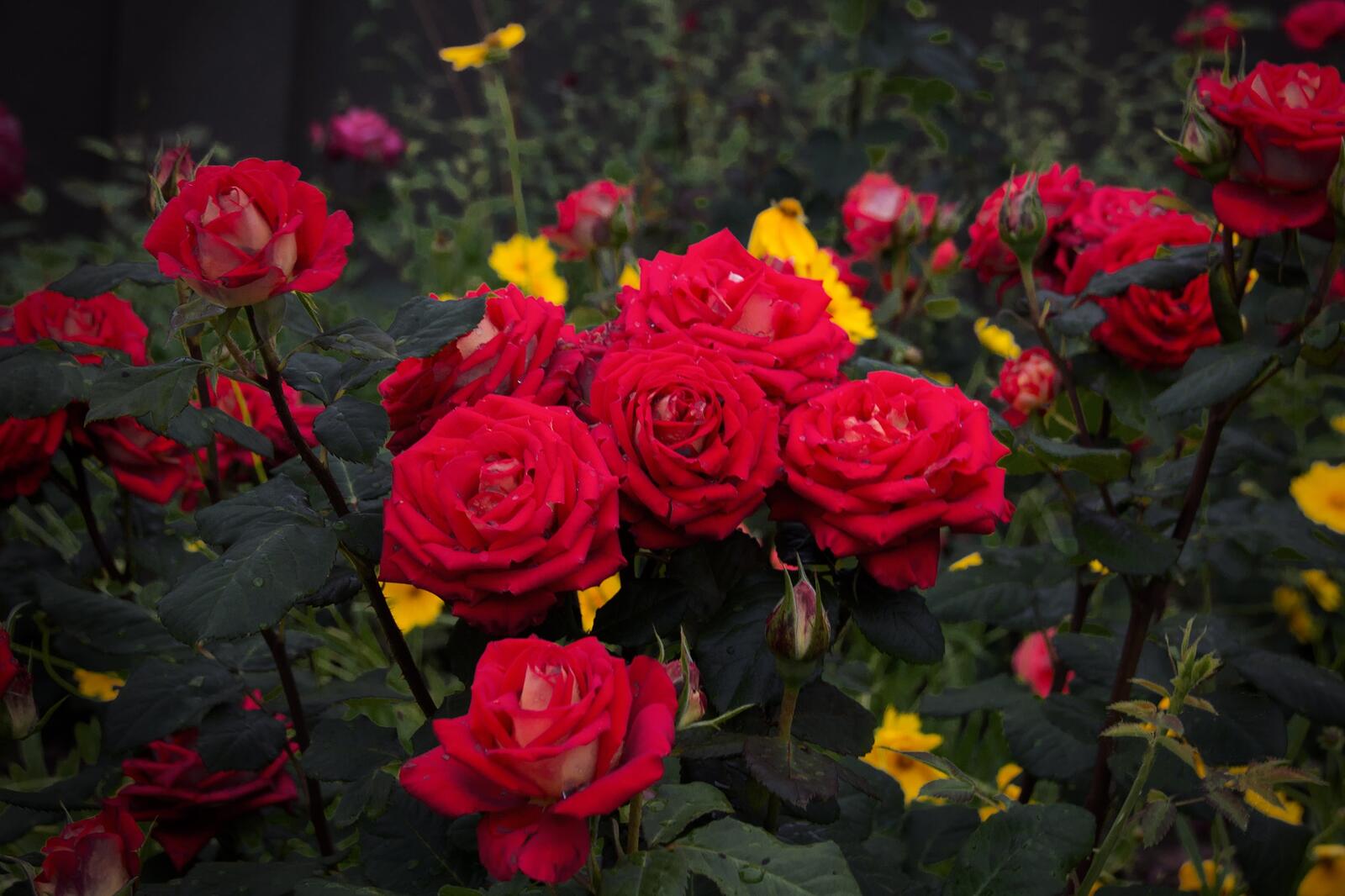 Обои розы куст кустарник на рабочий стол