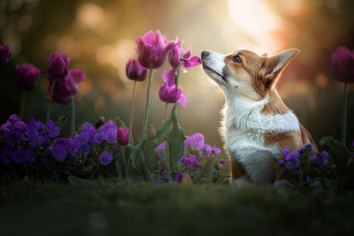 Doggie sniffing flowers