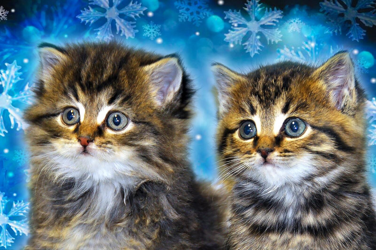 Wallpapers kittens twins muzzle on the desktop