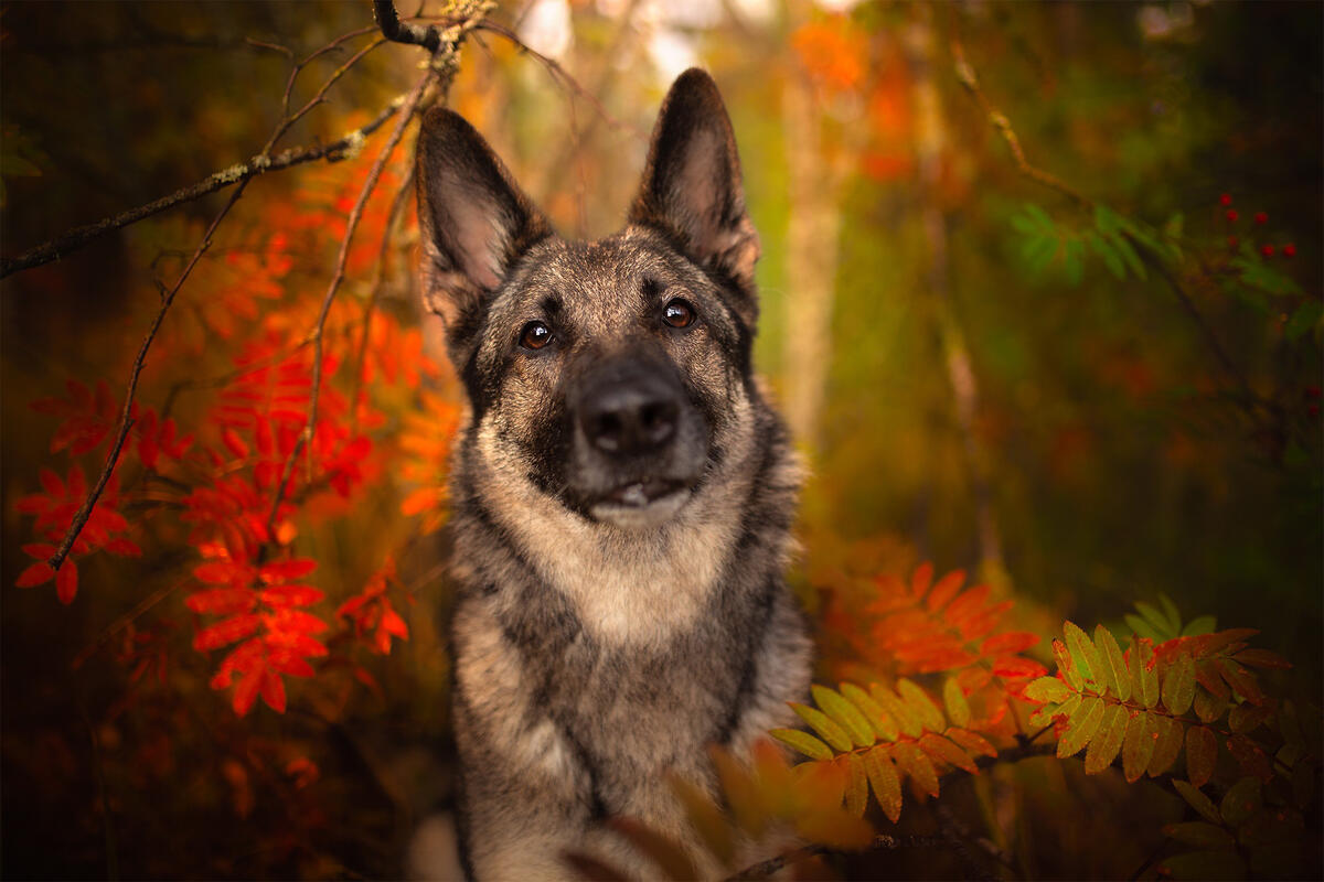 牧羊犬在秋天的森林中