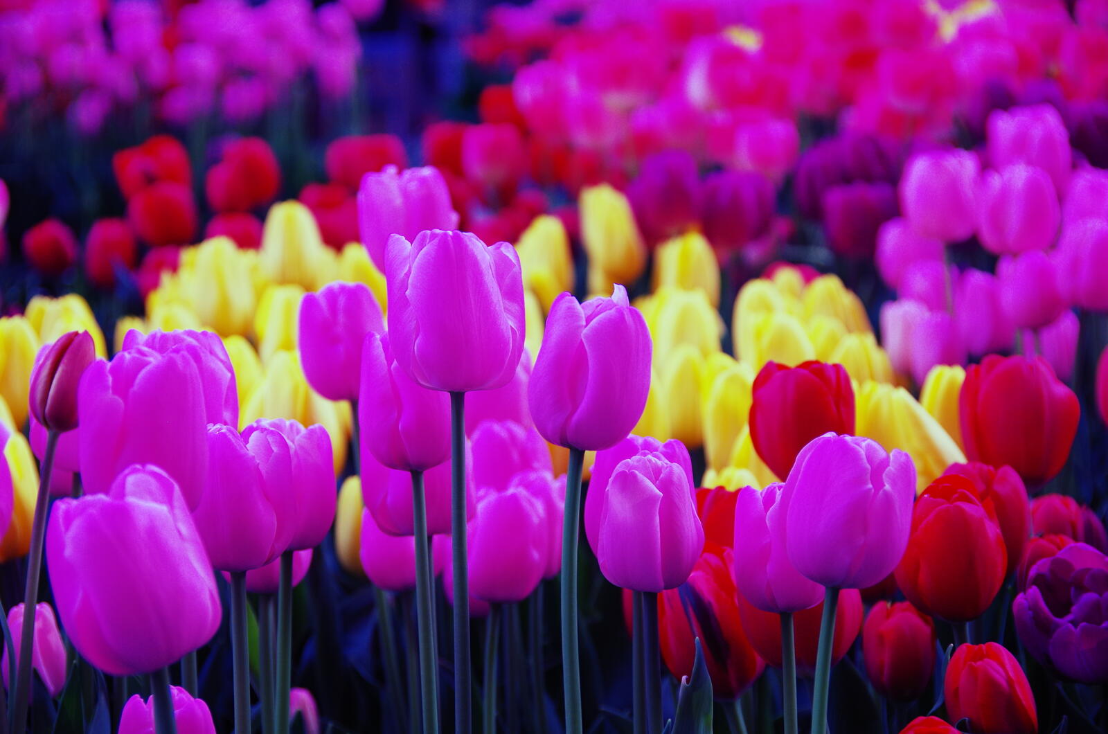 Бесплатное фото Красивые тюльпаны