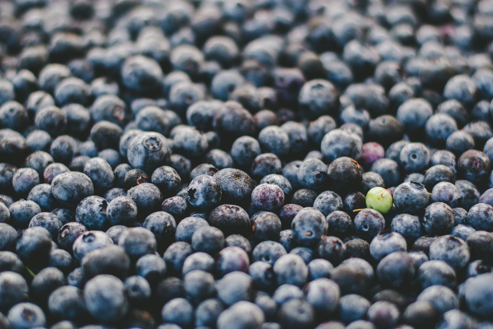 桌面上的壁纸蓝莓 浆果 很多