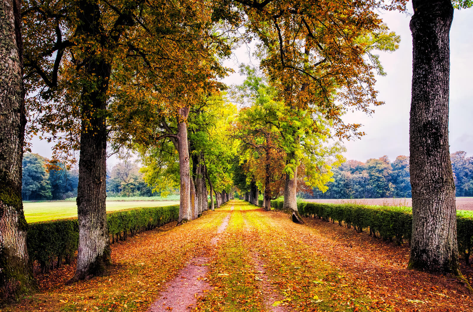 Wallpapers autumn leaves autumn road on the desktop