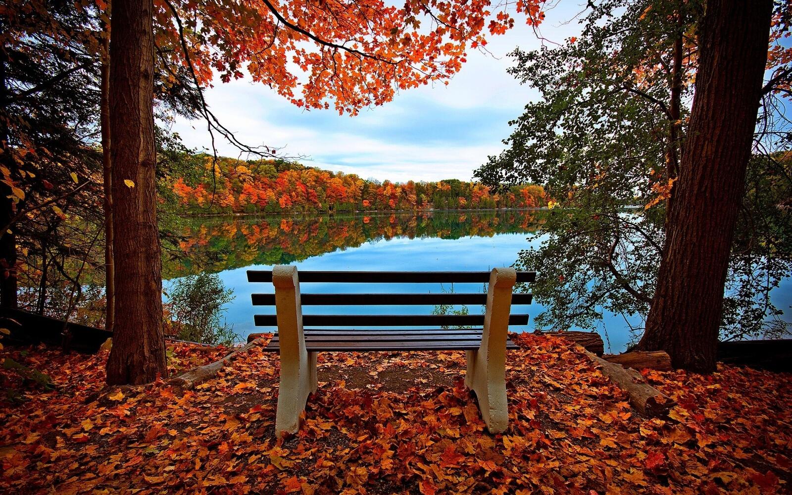 Wallpapers autumn bench forest on the desktop