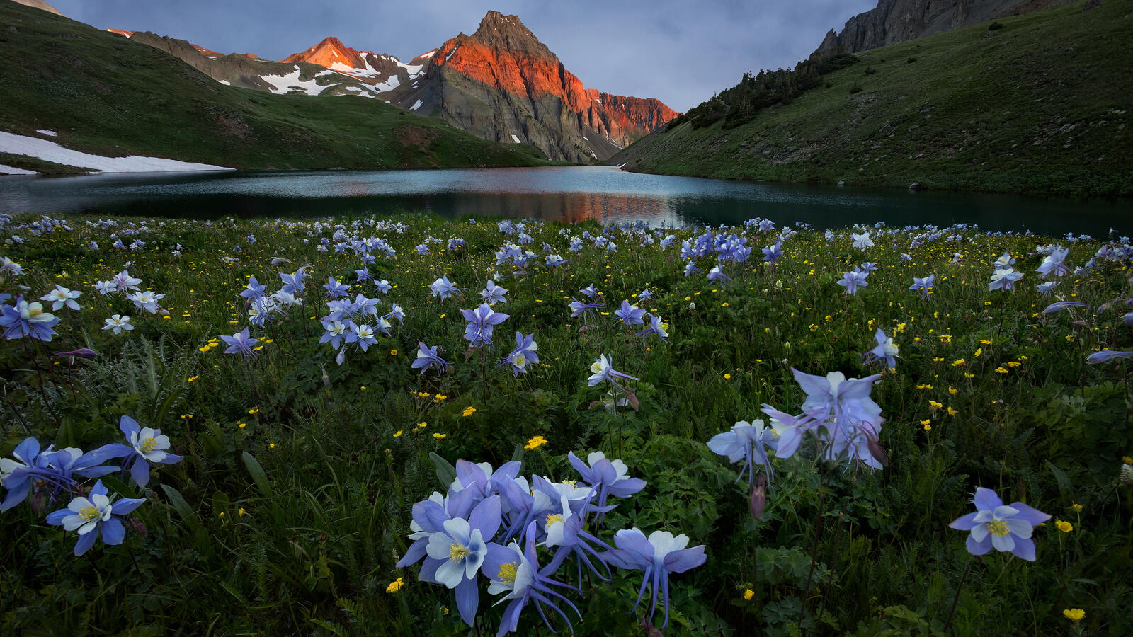 免费照片山区湖边的水仙花