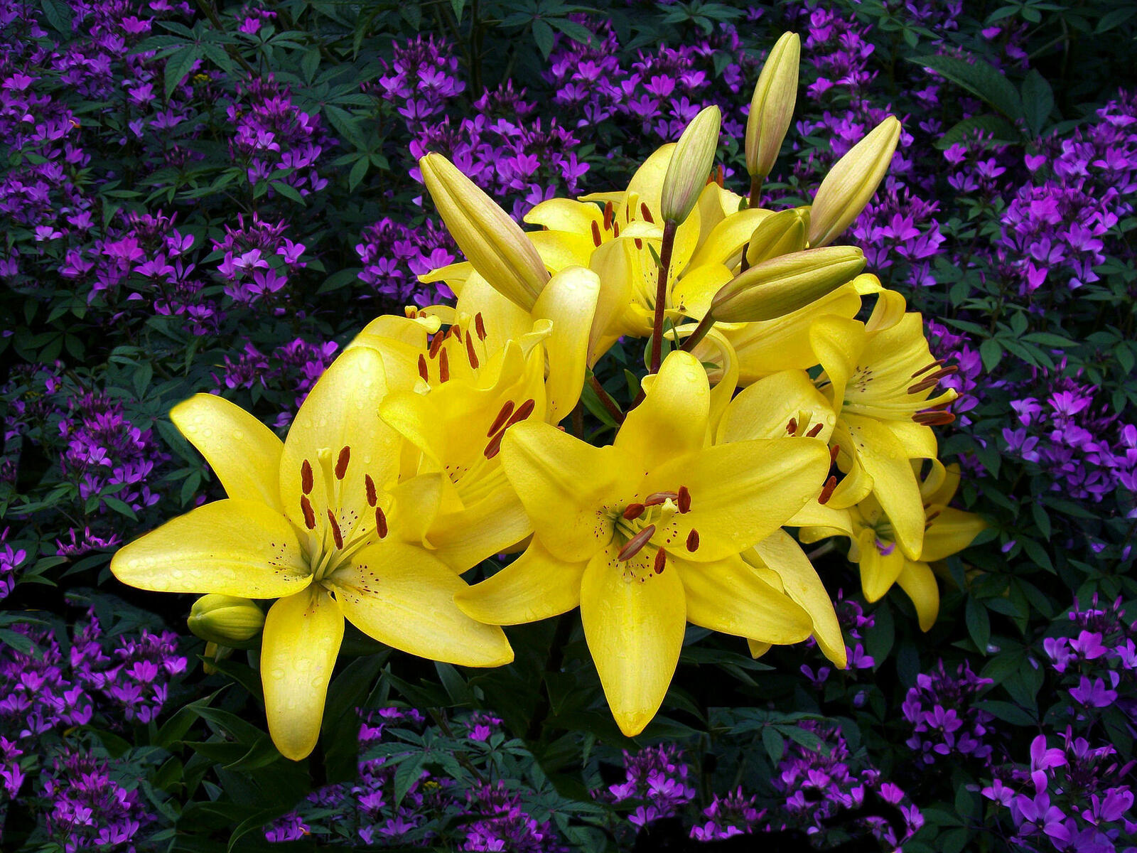 Обои лилия желтые цветы цветок на рабочий стол