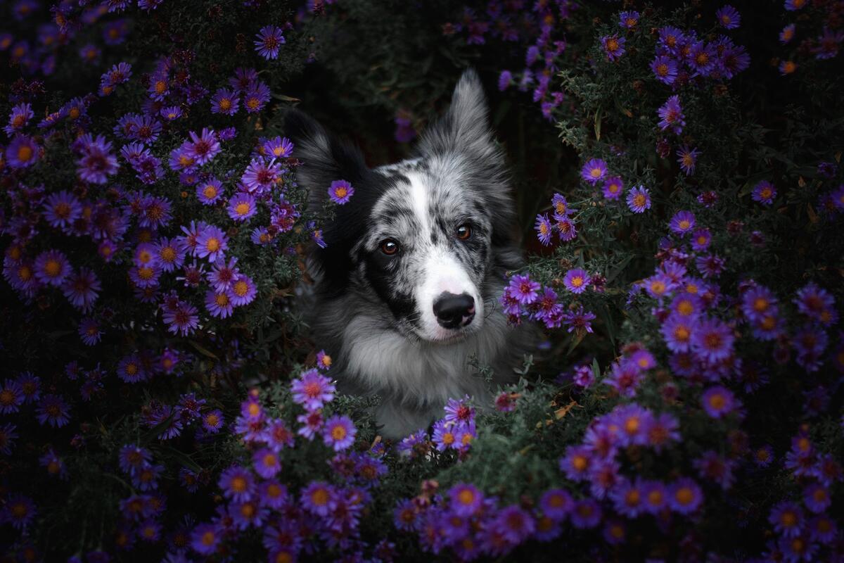 Border Collie in the purple asters