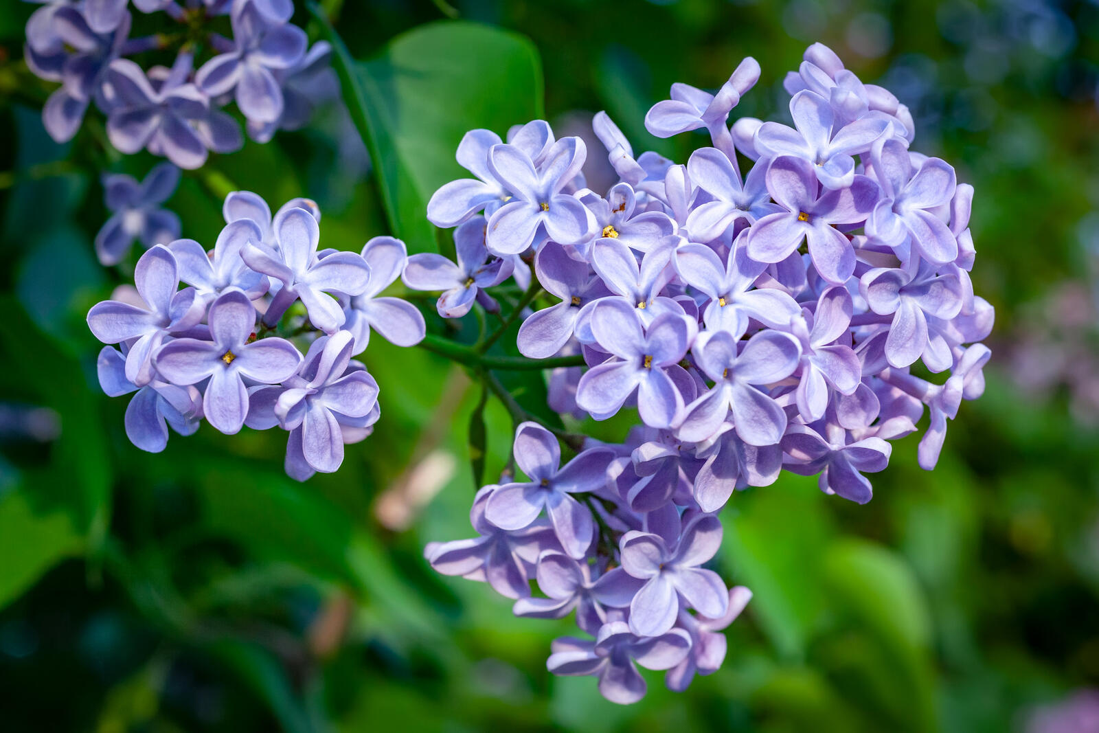 Wallpapers branch of lilac flowers lilac on the desktop