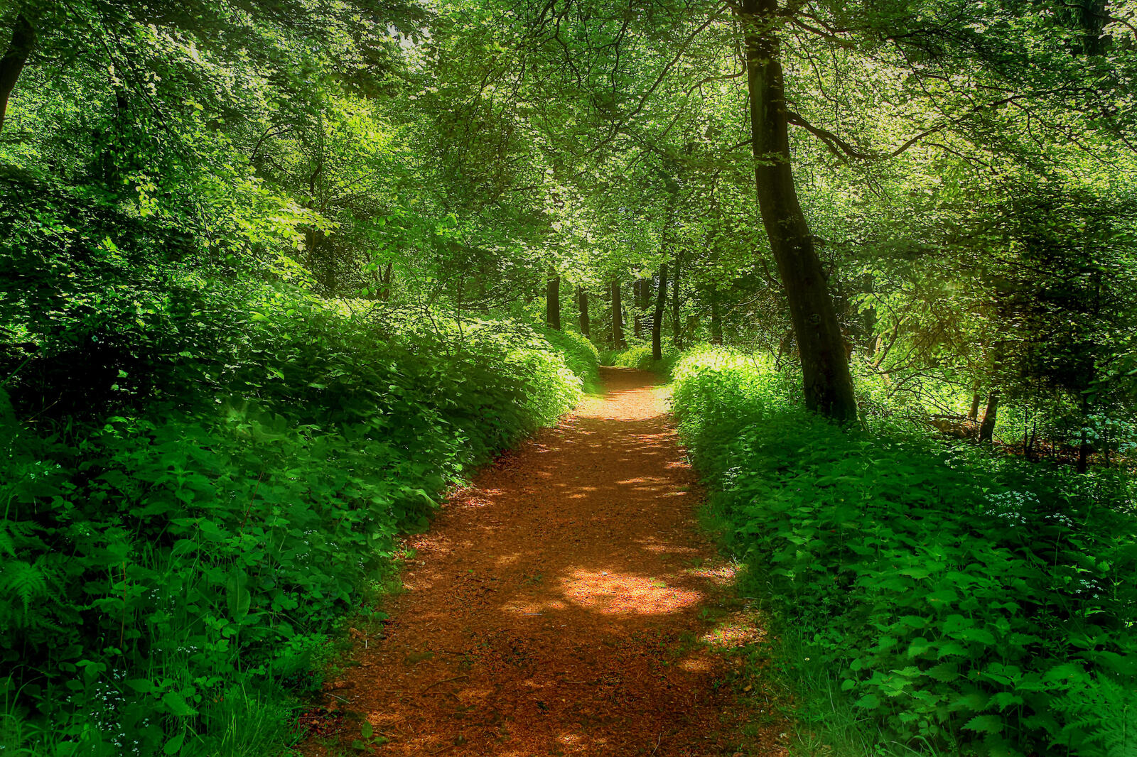 Wallpapers forest path summer on the desktop