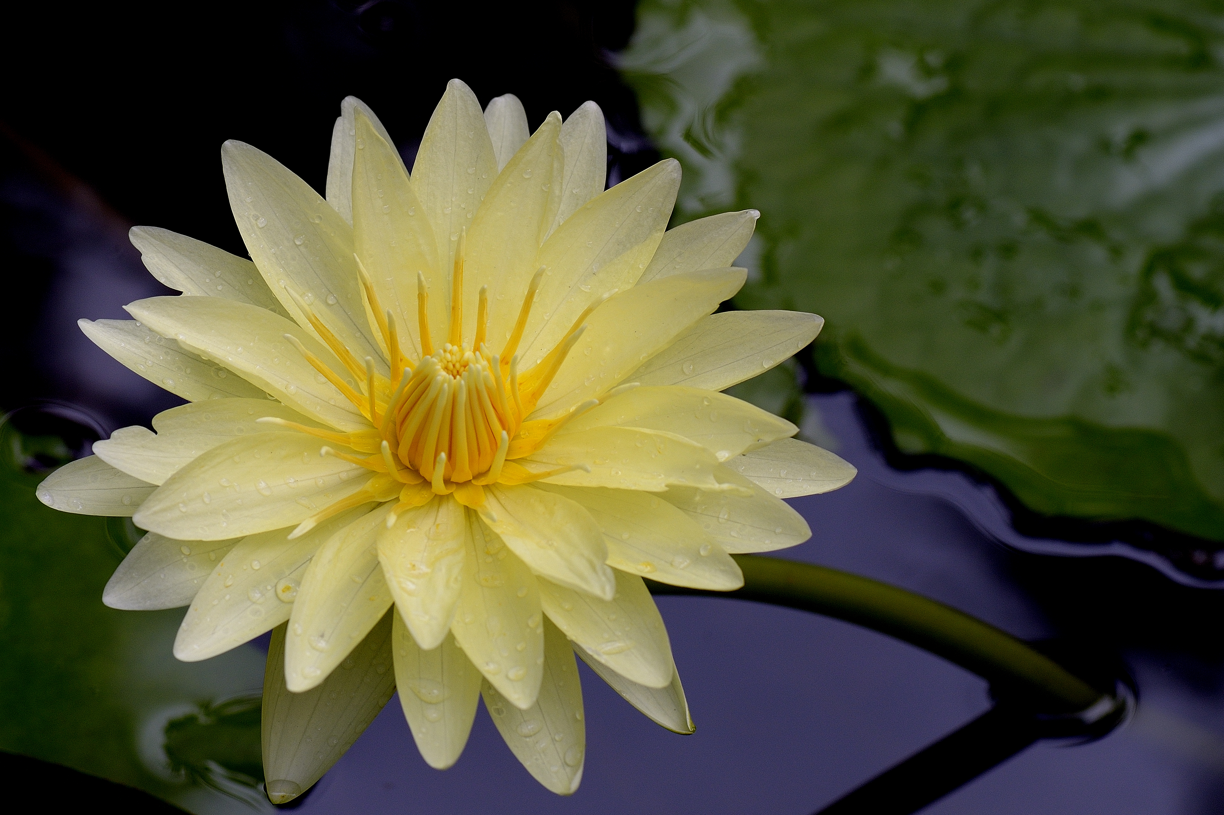 Wallpapers water lily yellow flower water-lilies on the desktop
