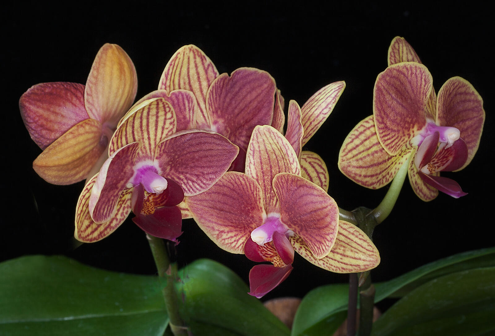 Wallpapers Mini Phalaenopsis miniature orchids Orchid on the desktop