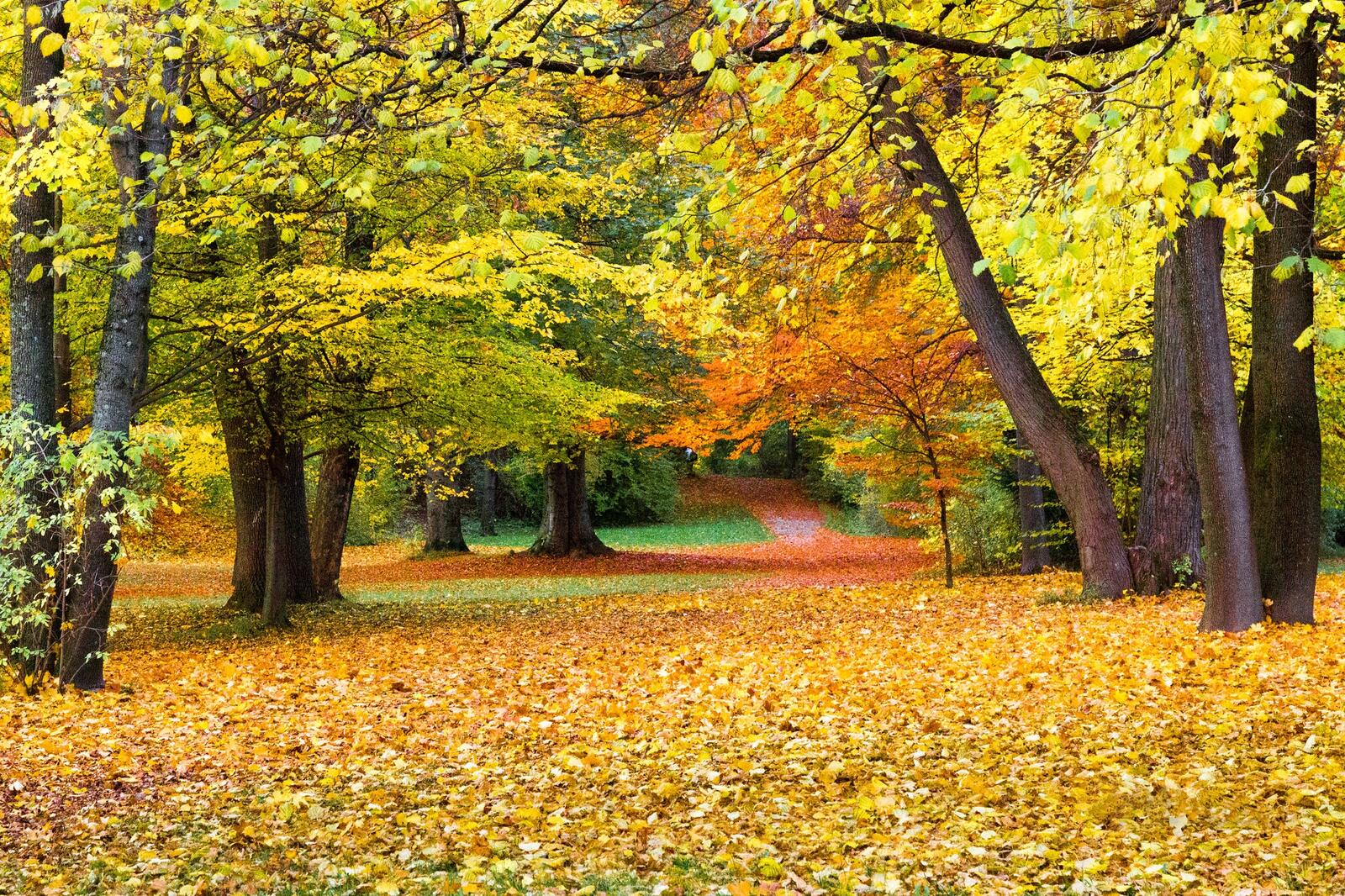 Wallpapers autumn paints landscape paints of autumn on the desktop